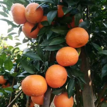 沃柑