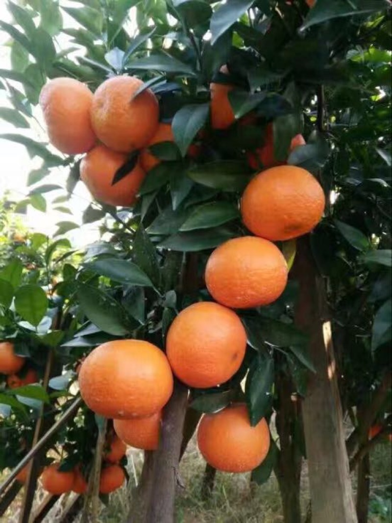 沃柑