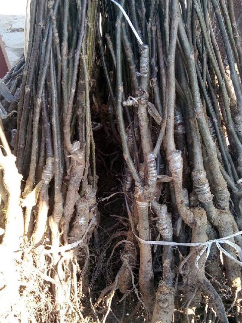 香玲核桃苗一年苗50~100cm