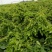 铁棍山药1~2厘米30~35厘米