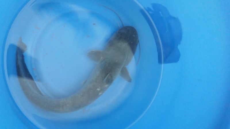 鲫鱼食用