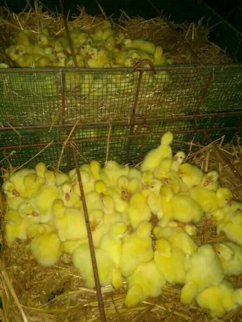 三花鹅苗250g以上