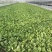 青菜油菜10~15cm大量供应欢迎来电咨询采购