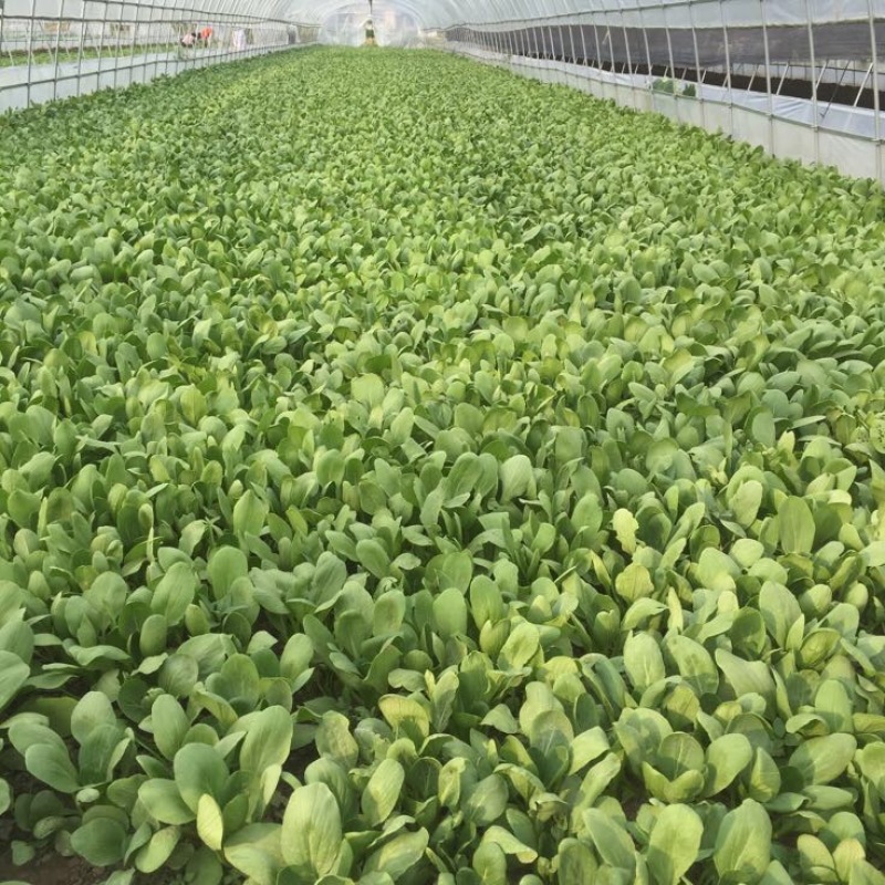 青菜油菜10~15cm大量供应欢迎来电咨询采购