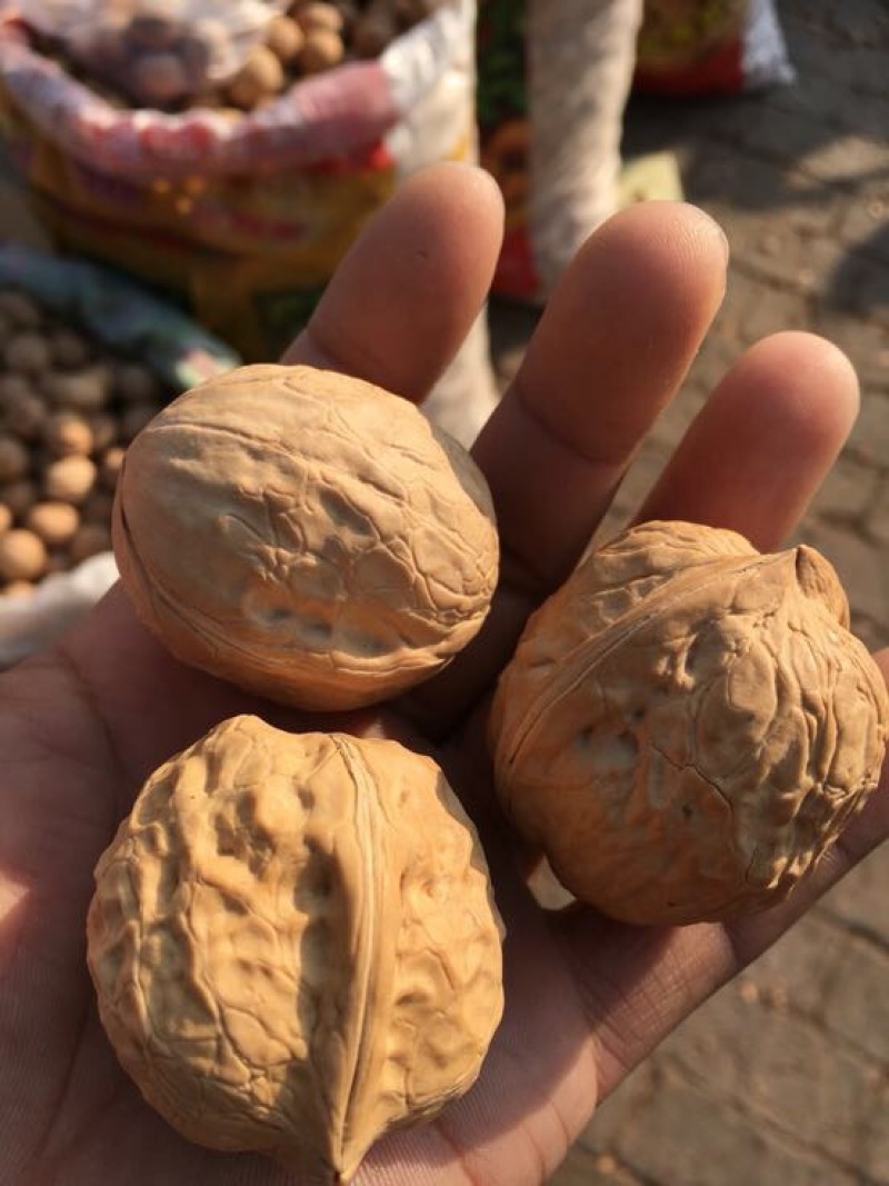 薄皮核桃