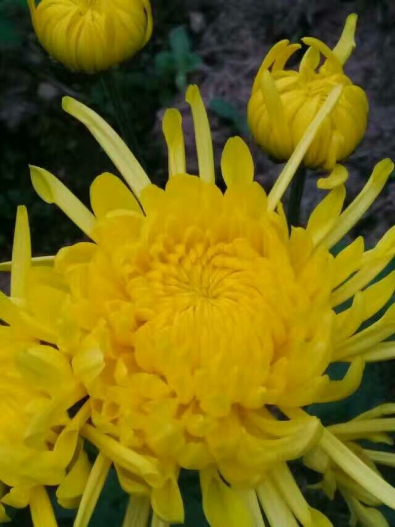 菊花茶