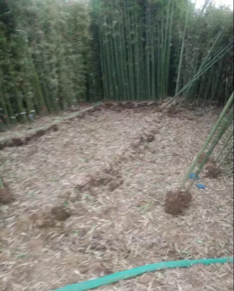 竹子