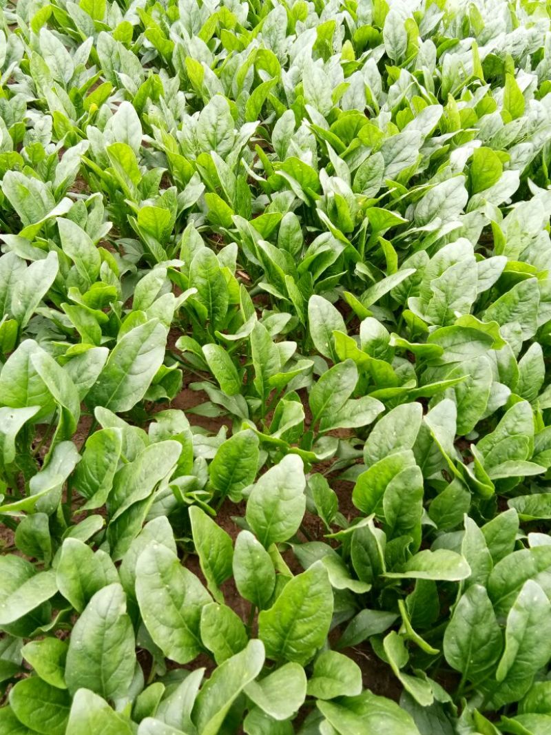 名门菠菜15~20厘米