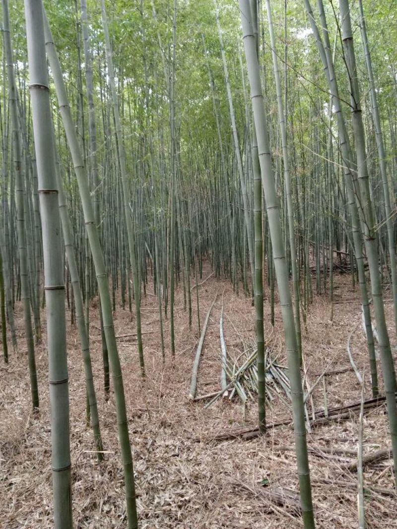 竹子7~8m