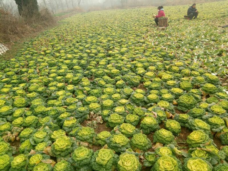 河南南阳精品黄心菜，黄心乌菜，万亩基大量上市欢迎实地考察