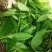 百年大树茶特级