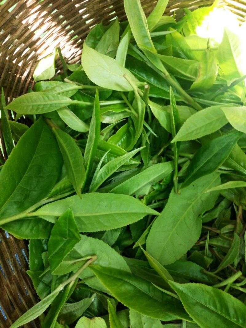 百年大树茶特级