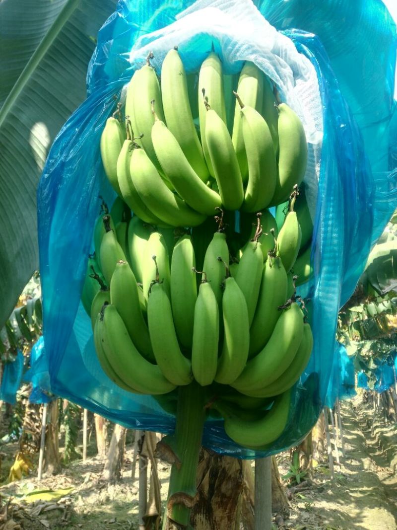 广东香蕉1号八成熟
