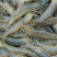 河虾活虾13~15只/kg