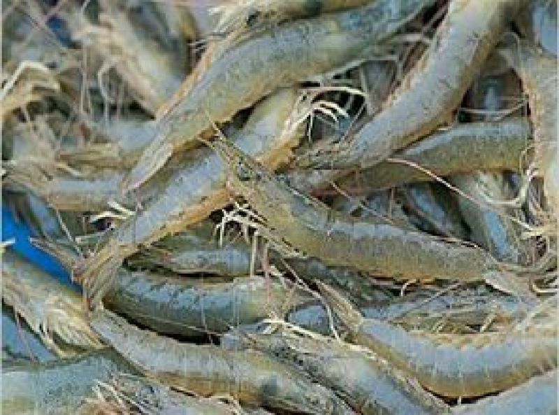 河虾活虾13~15只/kg
