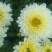 白菊花茶