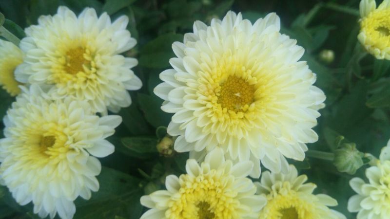 白菊花茶