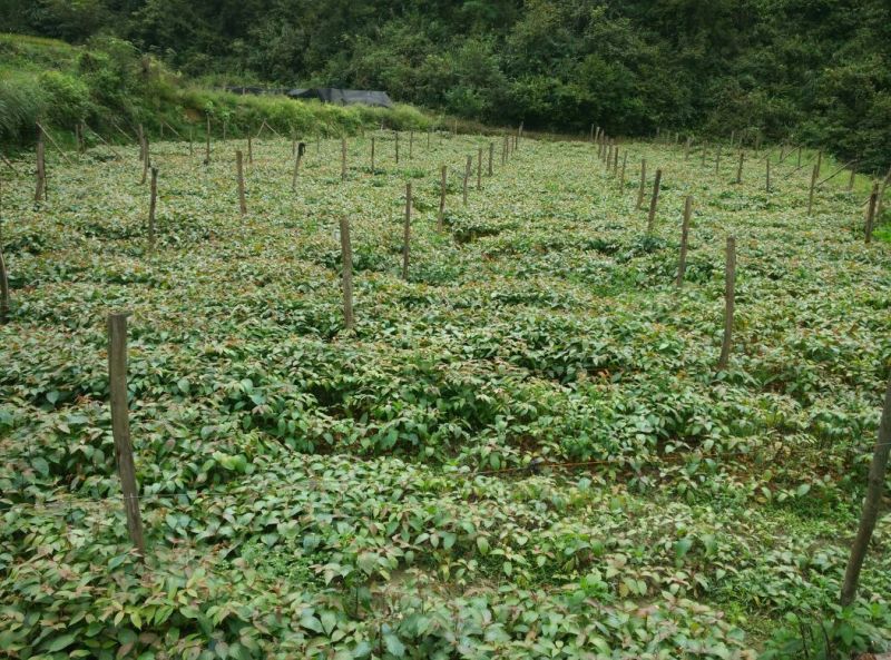 钩藤苗金钩藤苗木华钩藤过国家地理标志剑河县钩藤苗