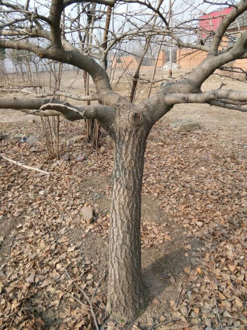 银杏实生树