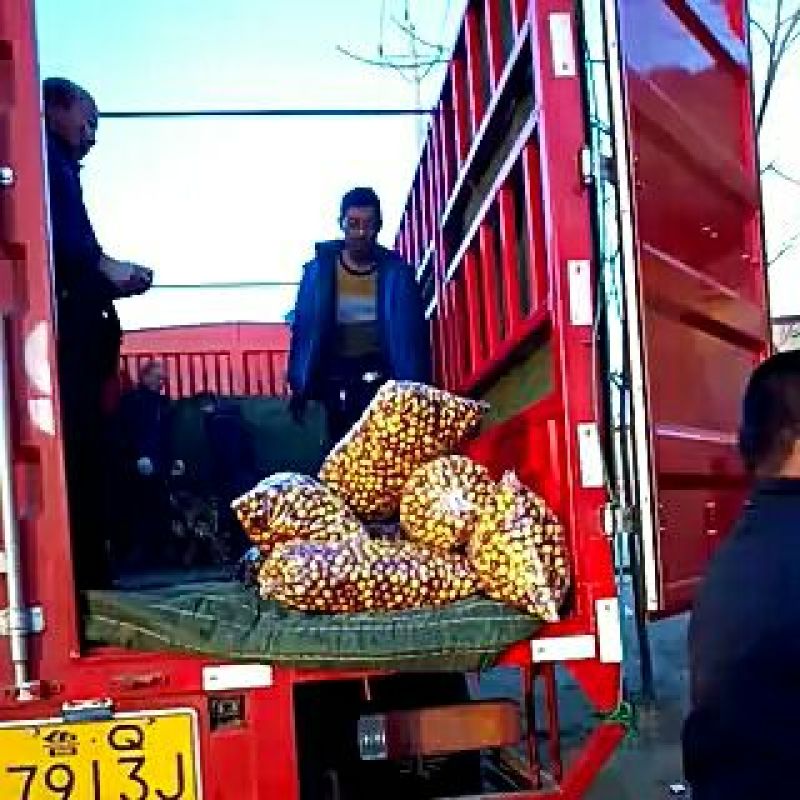 冬枣，实力商家，鲜枣一件代发，落地配，