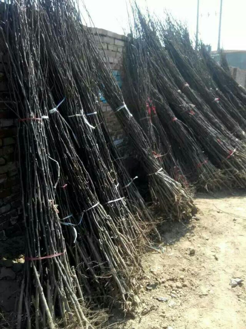 梨树苗50~80cm1cm以下