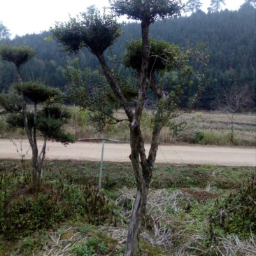 造型树