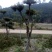 造型树