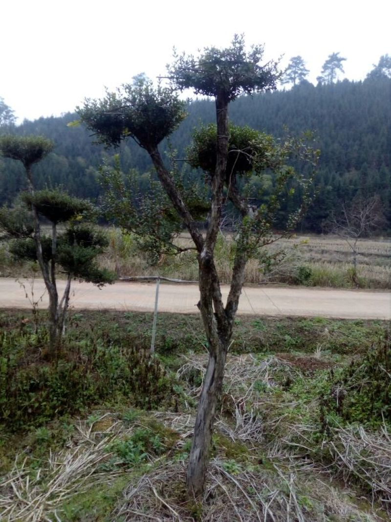 造型树