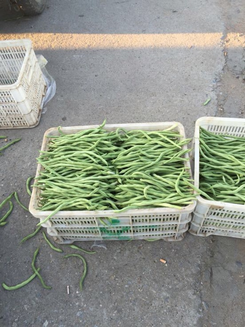 蛇豆大量上市欢迎新老客户选购
