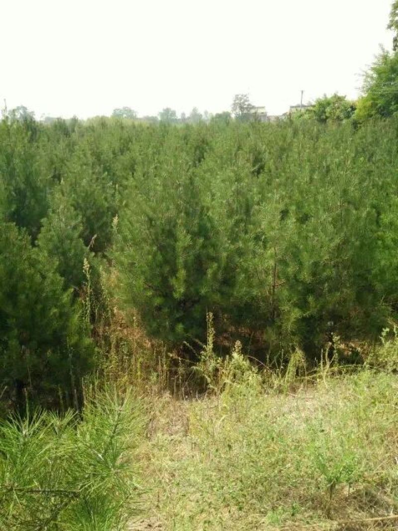 【店长推荐】精品白皮松2~2.5m小苗带土整车发货