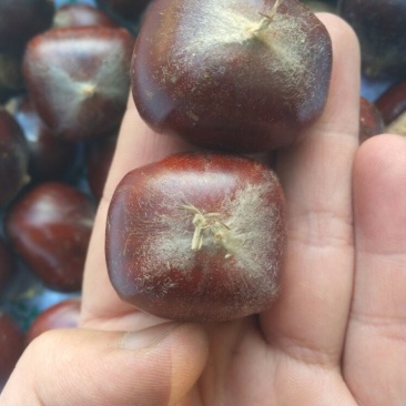 板栗炒栗种大粒
