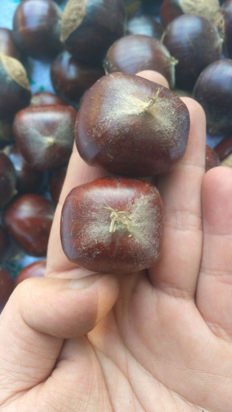 板栗炒栗种大粒