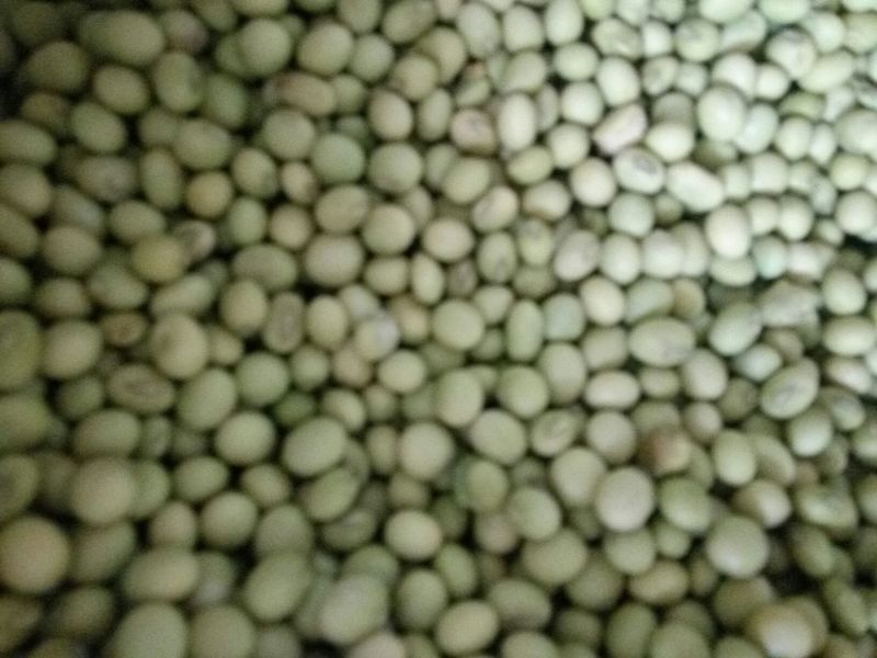 新鲜青豆颗粒饱满产地直供量大价优质量保证