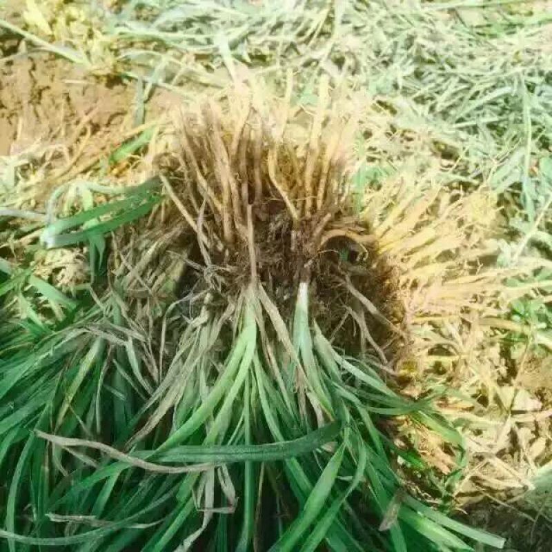 金娃娃萱草沭阳本地苗高8-15公分上车价0.1元一芽！
