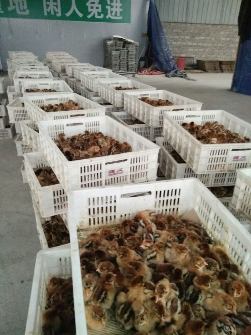 青脚麻鸡苗35~45克出壳苗