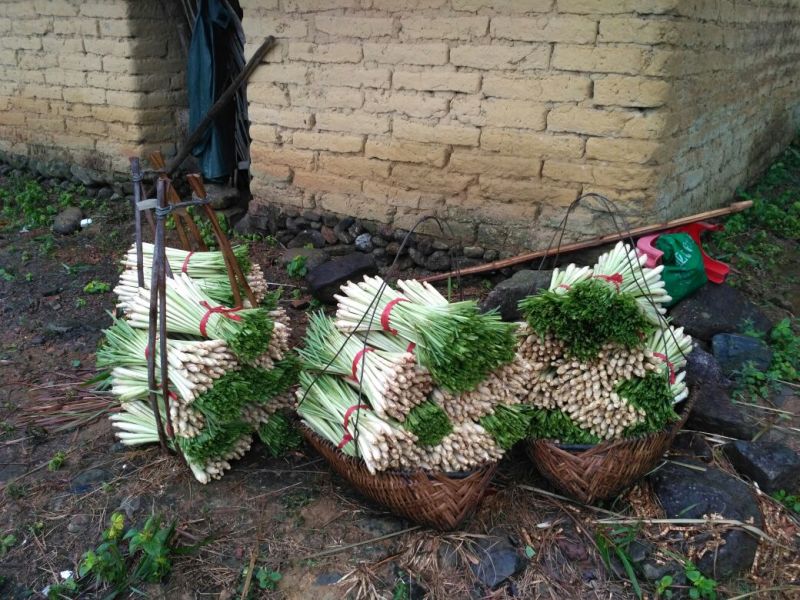 新鲜香茅，泰国香茅，越南香茅，基地直发，味香茎粗