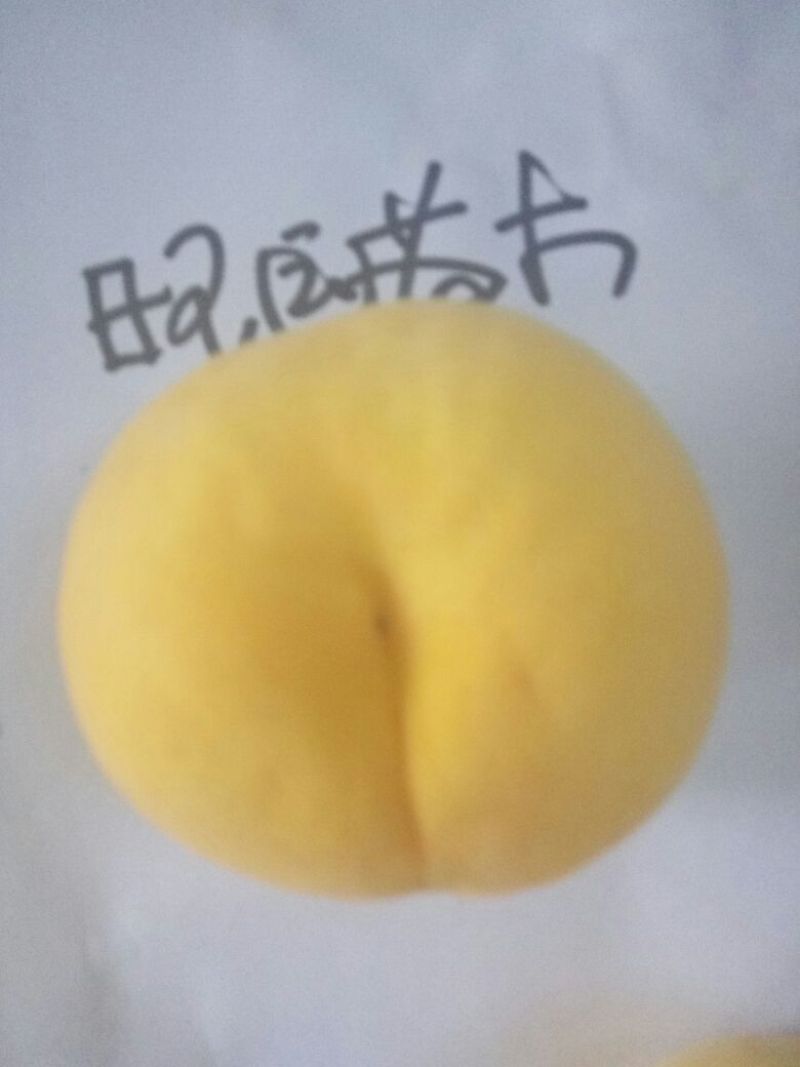 黄桃树苗锦绣黄桃鲜食加工多用型有市场