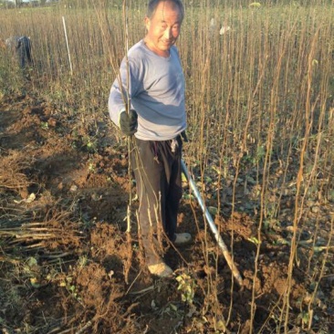 梨树苗梨树苗3~8cm大量供应中