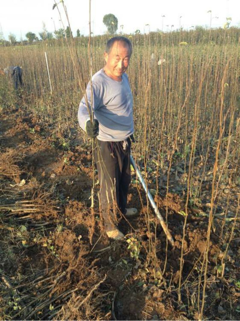 梨树苗梨树苗3~8cm大量供应中