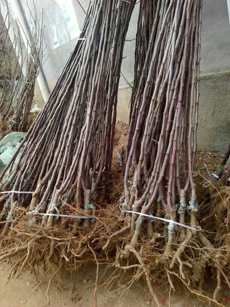 苹果树苗富士系列，各种品种，各种规格，诚信第一。