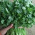 香菜20~25厘米以上质量很好，诚信第一，价格便宜，欢