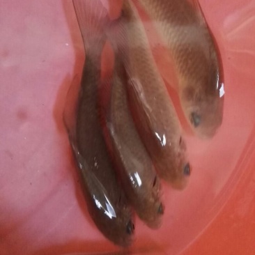 淇河鲫食用