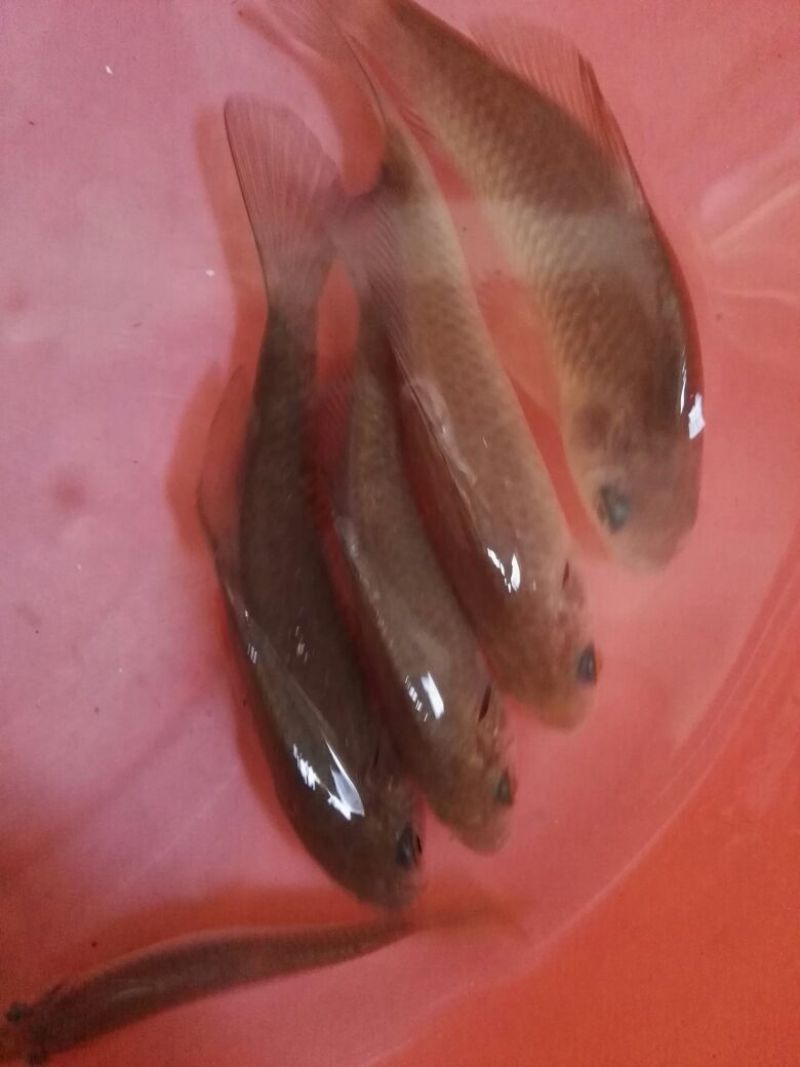 淇河鲫食用