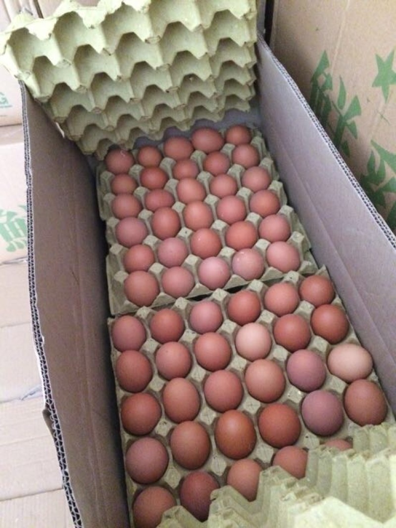 红蛋
