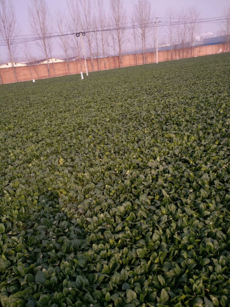 大叶菠菜15~20厘米