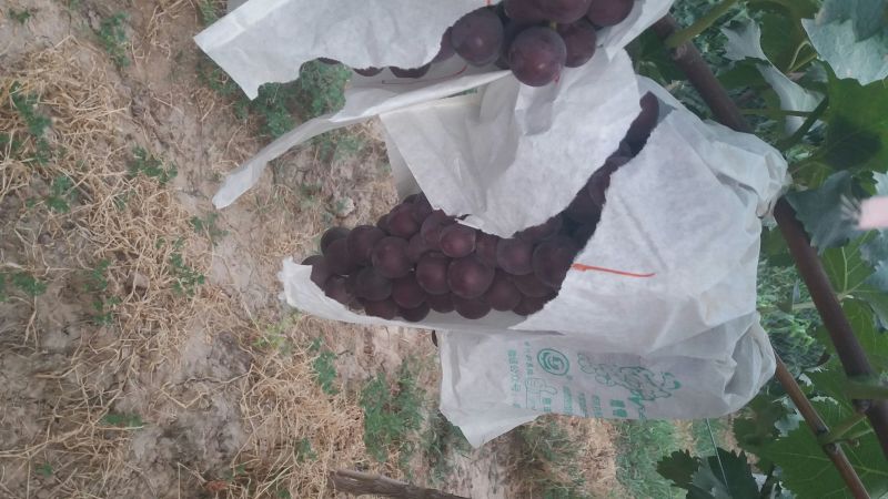 户太八号葡萄，礼泉县精品户太八号葡萄己经大量上市