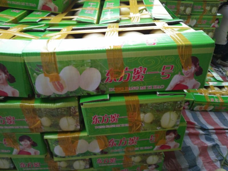 山东莘县东子代收万亩基地东方蜜1号甜瓜2斤以上