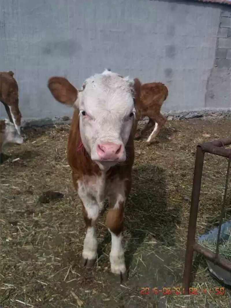 肉牛200~300斤