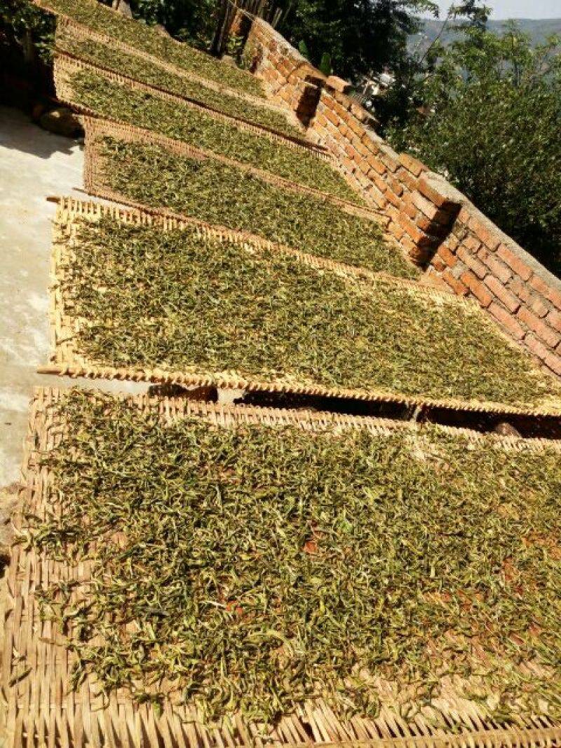 百年大树茶特级