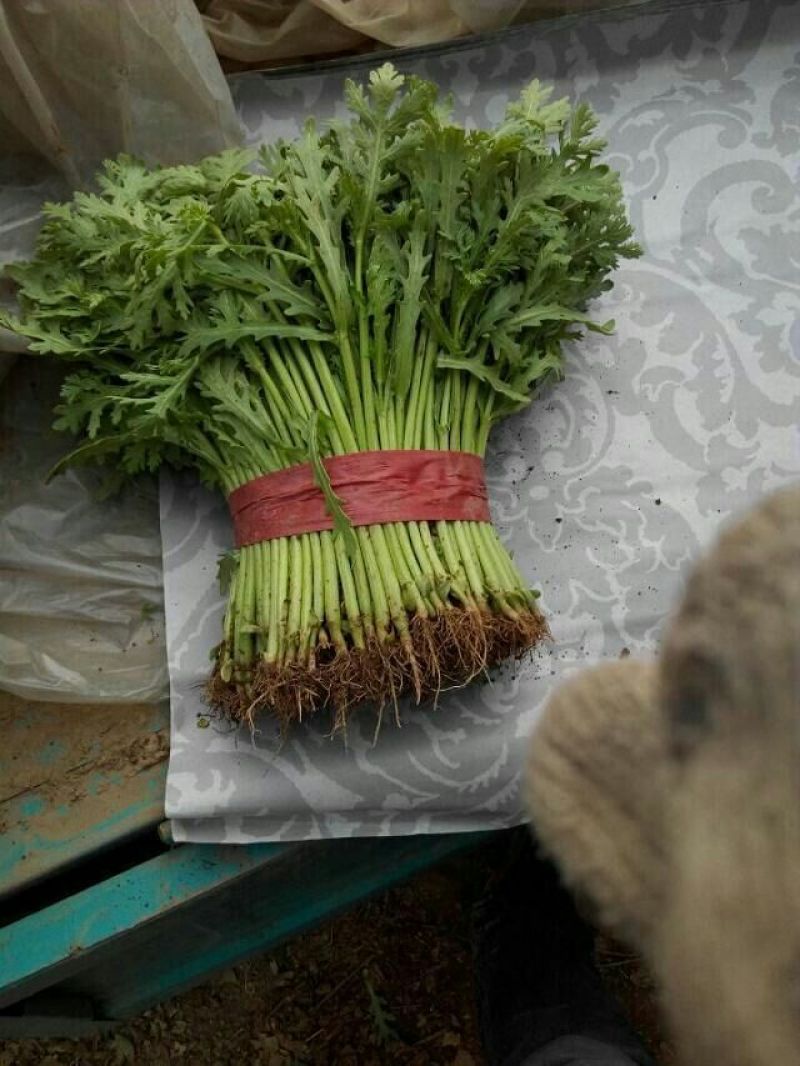 茼蒿